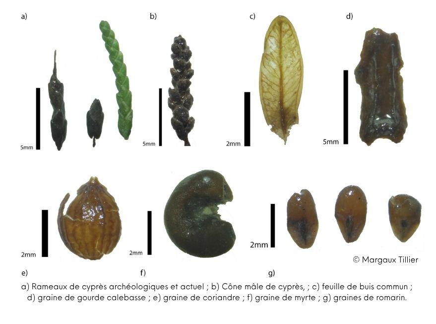 Matériel carpologique (graines) préservé dans les échantillons issus du puits de la maison de la Harpiste – Ipso-Facto - MDAA© Margaux Tillier