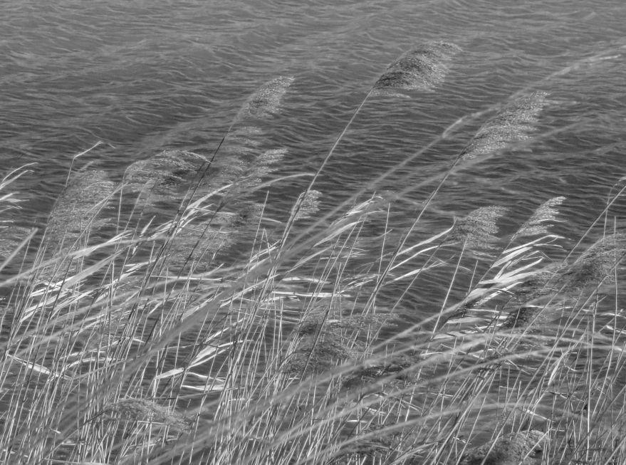 "Lignes d'eau", photo de Anne