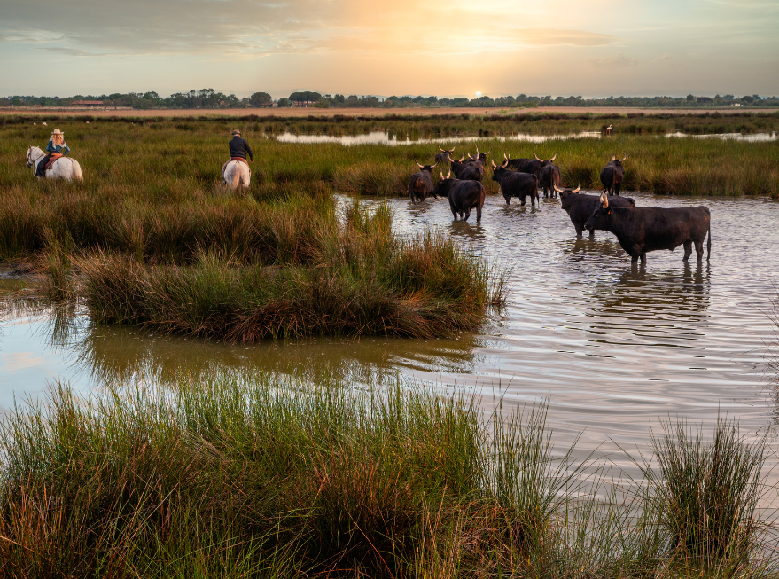 Photo de Camargue