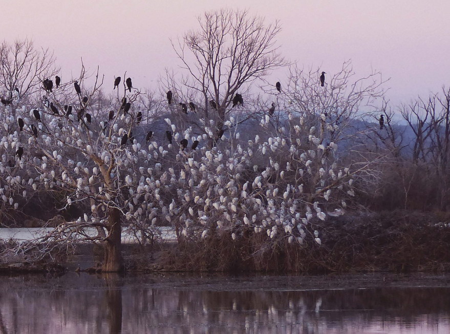 Photographie Les zones humides