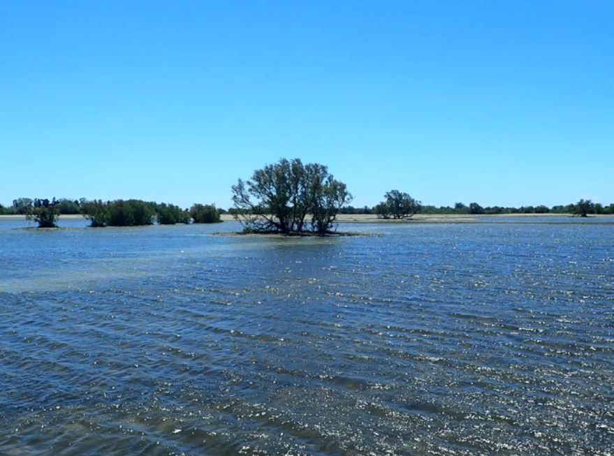 Photo de Camargue