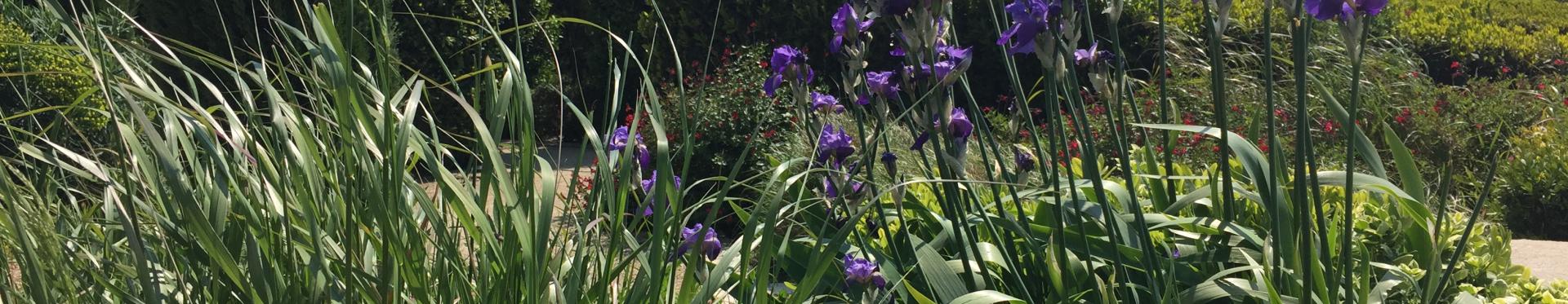 Vue du jardin Hortus