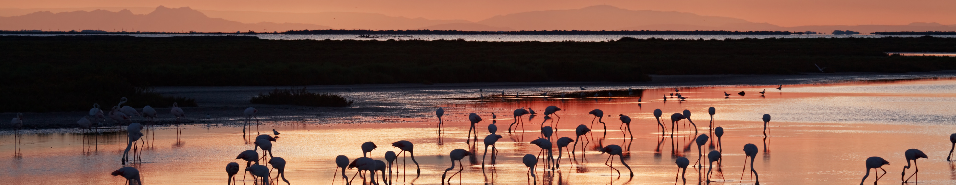 Image de la Camargue