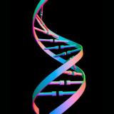 Généalogie et génétique