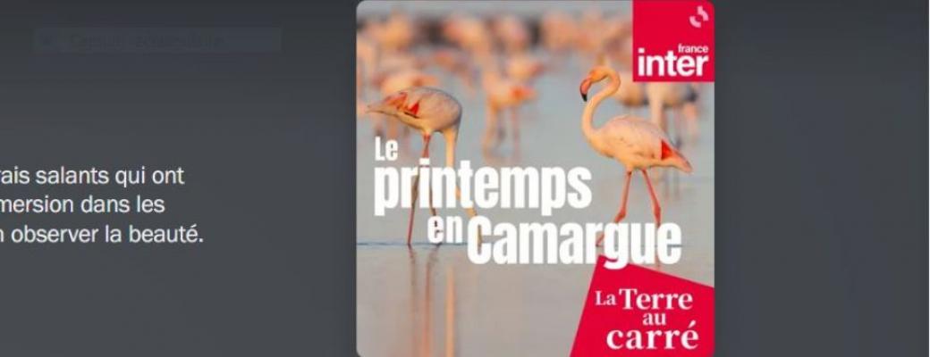 Le printemps en Camargue 
